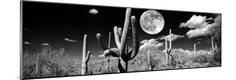 Photographic Print