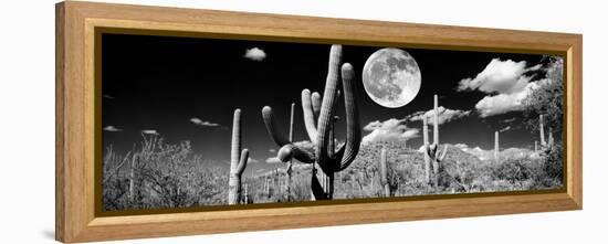 Saguaro cactus in moonlight at Saguaro National Park, Tucson, Arizona, USA-null-Framed Premier Image Canvas