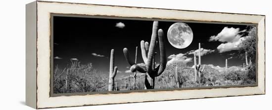 Saguaro cactus in moonlight at Saguaro National Park, Tucson, Arizona, USA-null-Framed Premier Image Canvas