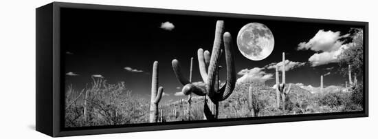 Saguaro cactus in moonlight at Saguaro National Park, Tucson, Arizona, USA-null-Framed Premier Image Canvas