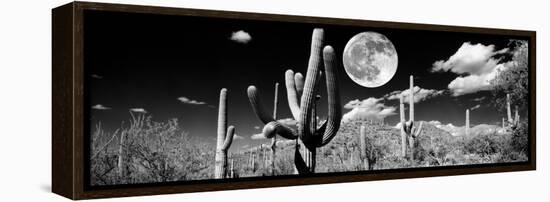 Saguaro cactus in moonlight at Saguaro National Park, Tucson, Arizona, USA-null-Framed Premier Image Canvas