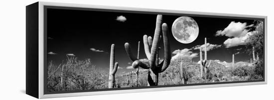 Saguaro cactus in moonlight at Saguaro National Park, Tucson, Arizona, USA-null-Framed Premier Image Canvas