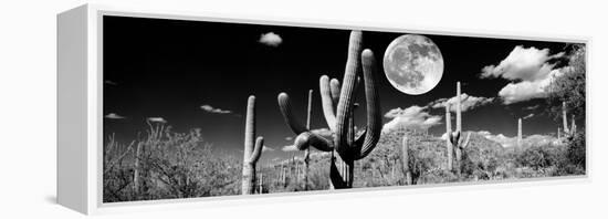 Saguaro cactus in moonlight at Saguaro National Park, Tucson, Arizona, USA-null-Framed Premier Image Canvas