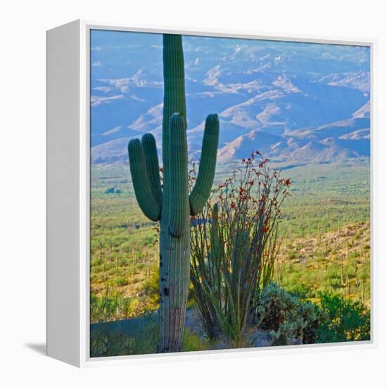 Saguaro Cactus in Saguaro National Park, Arizona,USA-Anna Miller-Framed Premier Image Canvas