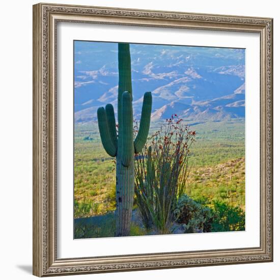 Saguaro Cactus in Saguaro National Park, Arizona,USA-Anna Miller-Framed Photographic Print