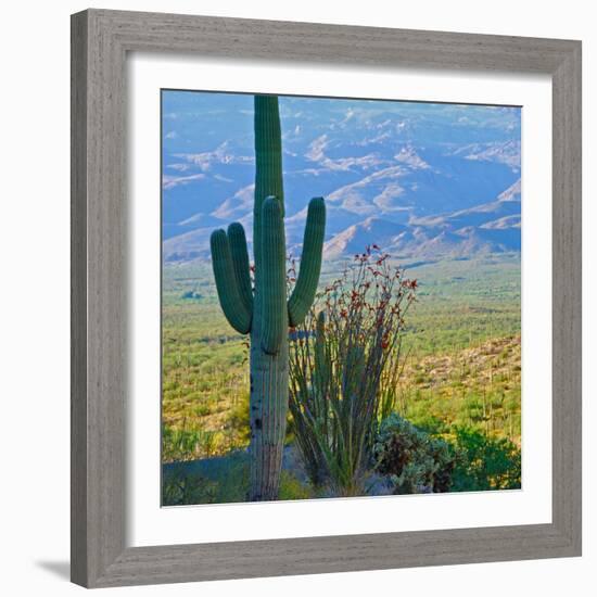 Saguaro Cactus in Saguaro National Park, Arizona,USA-Anna Miller-Framed Photographic Print