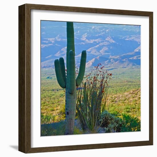 Saguaro Cactus in Saguaro National Park, Arizona,USA-Anna Miller-Framed Photographic Print