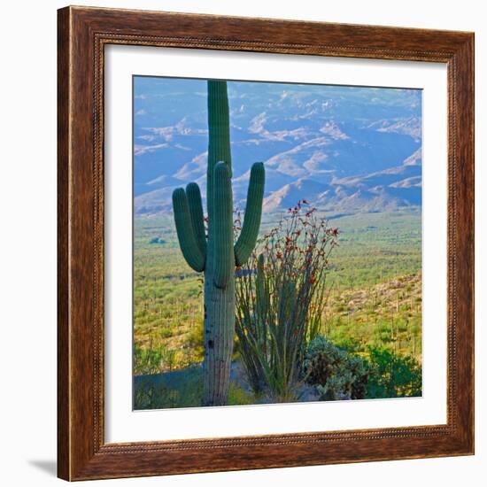 Saguaro Cactus in Saguaro National Park, Arizona,USA-Anna Miller-Framed Photographic Print