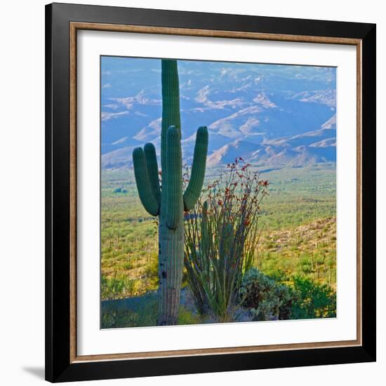 Saguaro Cactus in Saguaro National Park, Arizona,USA-Anna Miller-Framed Photographic Print