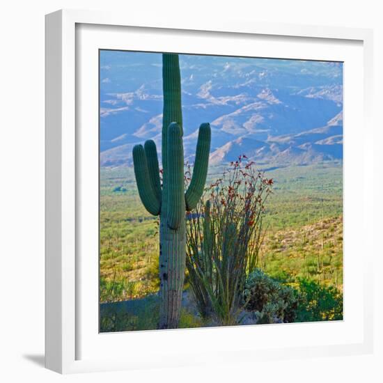 Saguaro Cactus in Saguaro National Park, Arizona,USA-Anna Miller-Framed Photographic Print