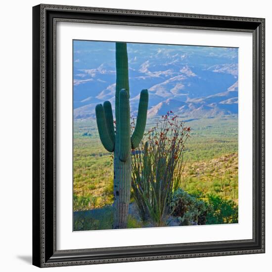 Saguaro Cactus in Saguaro National Park, Arizona,USA-Anna Miller-Framed Photographic Print