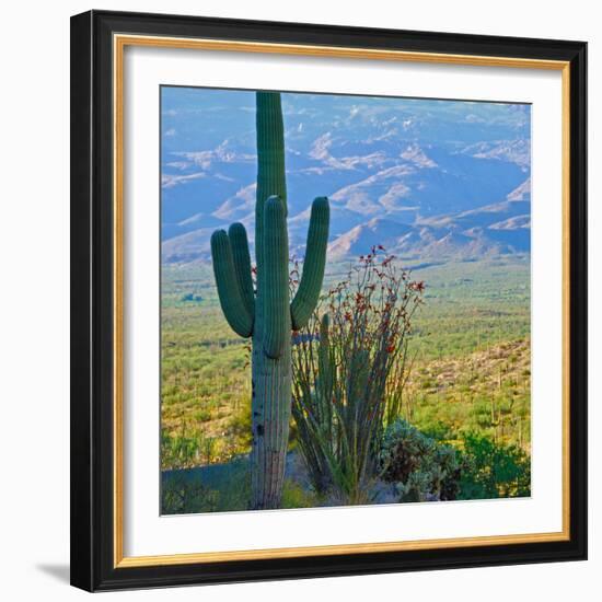 Saguaro Cactus in Saguaro National Park, Arizona,USA-Anna Miller-Framed Photographic Print