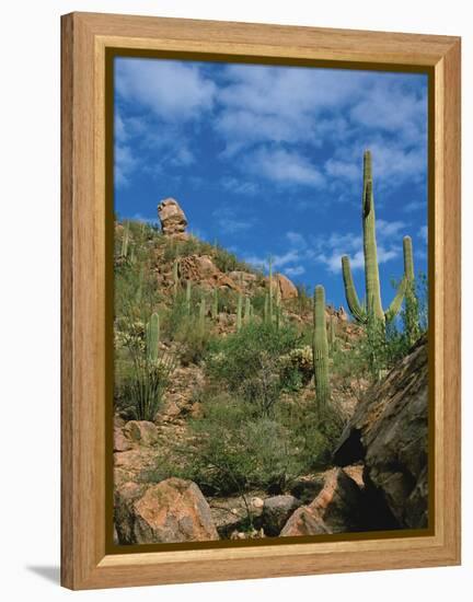 Saguaro Cactus in Sonoran Desert, Saguaro National Park, Arizona, USA-Dee Ann Pederson-Framed Premier Image Canvas