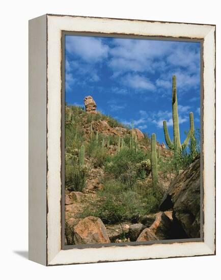 Saguaro Cactus in Sonoran Desert, Saguaro National Park, Arizona, USA-Dee Ann Pederson-Framed Premier Image Canvas