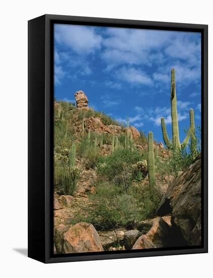 Saguaro Cactus in Sonoran Desert, Saguaro National Park, Arizona, USA-Dee Ann Pederson-Framed Premier Image Canvas