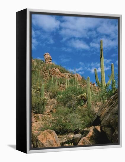 Saguaro Cactus in Sonoran Desert, Saguaro National Park, Arizona, USA-Dee Ann Pederson-Framed Premier Image Canvas