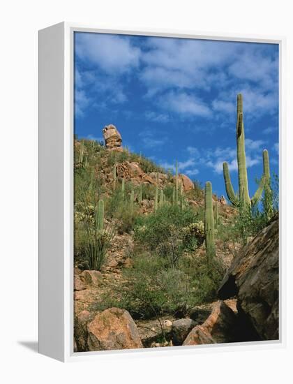 Saguaro Cactus in Sonoran Desert, Saguaro National Park, Arizona, USA-Dee Ann Pederson-Framed Premier Image Canvas