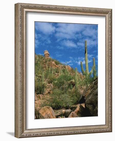 Saguaro Cactus in Sonoran Desert, Saguaro National Park, Arizona, USA-Dee Ann Pederson-Framed Photographic Print