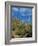 Saguaro Cactus in Sonoran Desert, Saguaro National Park, Arizona, USA-Dee Ann Pederson-Framed Photographic Print