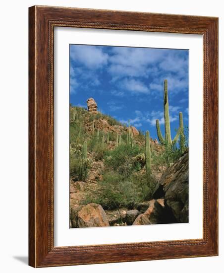 Saguaro Cactus in Sonoran Desert, Saguaro National Park, Arizona, USA-Dee Ann Pederson-Framed Photographic Print