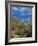 Saguaro Cactus in Sonoran Desert, Saguaro National Park, Arizona, USA-Dee Ann Pederson-Framed Photographic Print