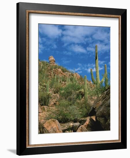 Saguaro Cactus in Sonoran Desert, Saguaro National Park, Arizona, USA-Dee Ann Pederson-Framed Photographic Print