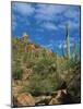 Saguaro Cactus in Sonoran Desert, Saguaro National Park, Arizona, USA-Dee Ann Pederson-Mounted Photographic Print