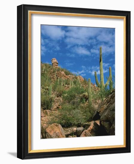 Saguaro Cactus in Sonoran Desert, Saguaro National Park, Arizona, USA-Dee Ann Pederson-Framed Photographic Print