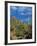 Saguaro Cactus in Sonoran Desert, Saguaro National Park, Arizona, USA-Dee Ann Pederson-Framed Photographic Print