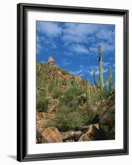 Saguaro Cactus in Sonoran Desert, Saguaro National Park, Arizona, USA-Dee Ann Pederson-Framed Photographic Print