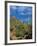 Saguaro Cactus in Sonoran Desert, Saguaro National Park, Arizona, USA-Dee Ann Pederson-Framed Photographic Print