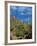 Saguaro Cactus in Sonoran Desert, Saguaro National Park, Arizona, USA-Dee Ann Pederson-Framed Photographic Print