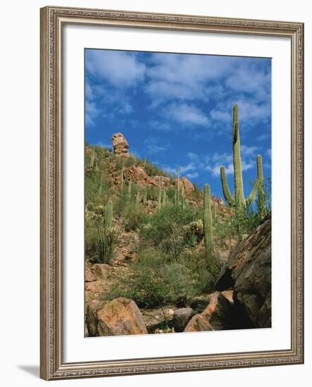 Saguaro Cactus in Sonoran Desert, Saguaro National Park, Arizona, USA-Dee Ann Pederson-Framed Photographic Print