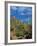 Saguaro Cactus in Sonoran Desert, Saguaro National Park, Arizona, USA-Dee Ann Pederson-Framed Photographic Print