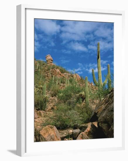 Saguaro Cactus in Sonoran Desert, Saguaro National Park, Arizona, USA-Dee Ann Pederson-Framed Photographic Print