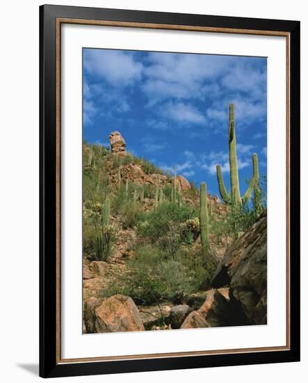 Saguaro Cactus in Sonoran Desert, Saguaro National Park, Arizona, USA-Dee Ann Pederson-Framed Photographic Print