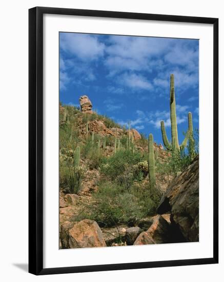 Saguaro Cactus in Sonoran Desert, Saguaro National Park, Arizona, USA-Dee Ann Pederson-Framed Photographic Print