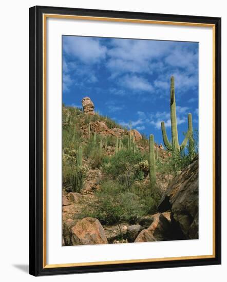 Saguaro Cactus in Sonoran Desert, Saguaro National Park, Arizona, USA-Dee Ann Pederson-Framed Photographic Print