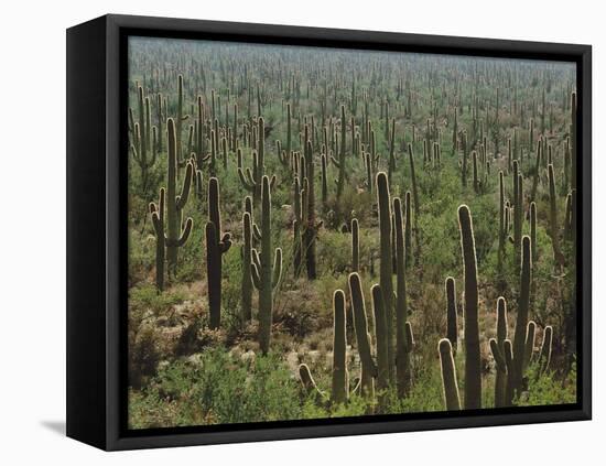 Saguaro Cactus in Sonoran Desert, Saguaro National Park, Arizona, USA-Dee Ann Pederson-Framed Premier Image Canvas