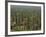 Saguaro Cactus in Sonoran Desert, Saguaro National Park, Arizona, USA-Dee Ann Pederson-Framed Photographic Print