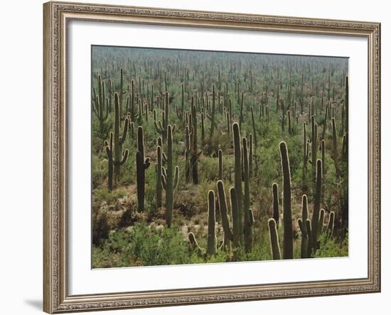 Saguaro Cactus in Sonoran Desert, Saguaro National Park, Arizona, USA-Dee Ann Pederson-Framed Photographic Print