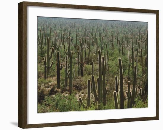 Saguaro Cactus in Sonoran Desert, Saguaro National Park, Arizona, USA-Dee Ann Pederson-Framed Photographic Print