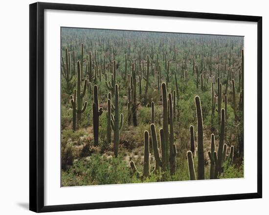 Saguaro Cactus in Sonoran Desert, Saguaro National Park, Arizona, USA-Dee Ann Pederson-Framed Photographic Print