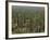 Saguaro Cactus in Sonoran Desert, Saguaro National Park, Arizona, USA-Dee Ann Pederson-Framed Photographic Print