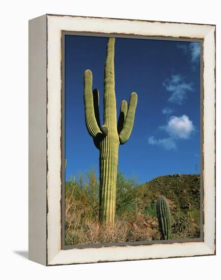 Saguaro Cactus in Sonoran Desert, Saguaro National Park, Arizona, USA-Dee Ann Pederson-Framed Premier Image Canvas