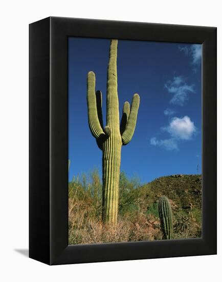 Saguaro Cactus in Sonoran Desert, Saguaro National Park, Arizona, USA-Dee Ann Pederson-Framed Premier Image Canvas