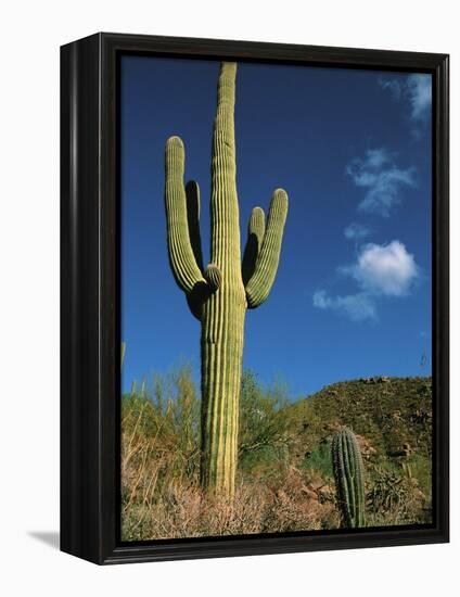 Saguaro Cactus in Sonoran Desert, Saguaro National Park, Arizona, USA-Dee Ann Pederson-Framed Premier Image Canvas