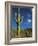 Saguaro Cactus in Sonoran Desert, Saguaro National Park, Arizona, USA-Dee Ann Pederson-Framed Photographic Print