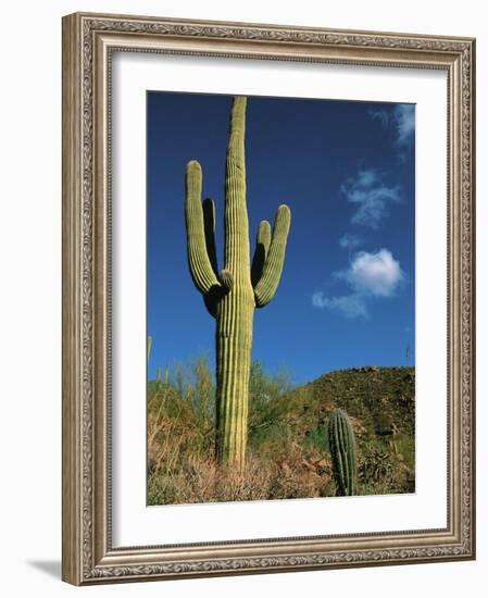 Saguaro Cactus in Sonoran Desert, Saguaro National Park, Arizona, USA-Dee Ann Pederson-Framed Photographic Print