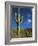 Saguaro Cactus in Sonoran Desert, Saguaro National Park, Arizona, USA-Dee Ann Pederson-Framed Photographic Print